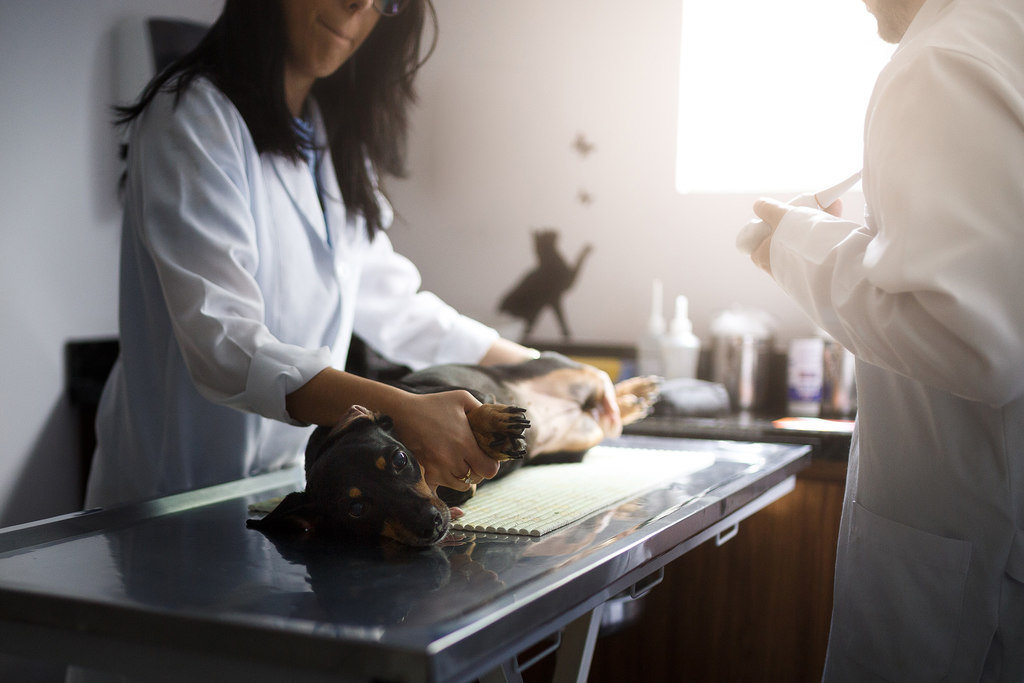 médica veterinária realizando atendimento em uma clínica organizada