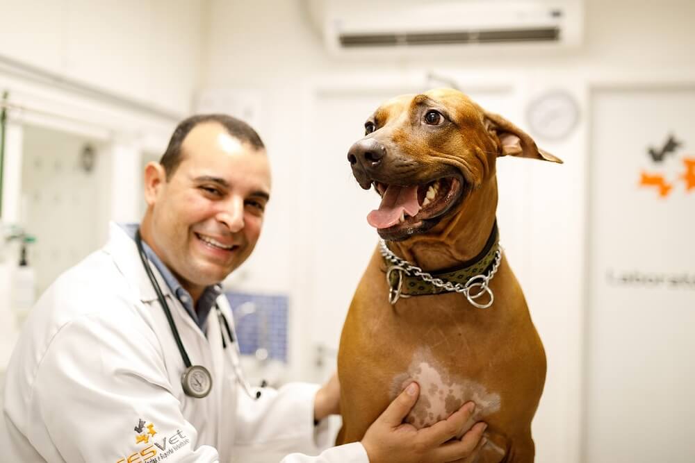 Homem, veterinário, sorri enquanto cuida de cachorro marrom