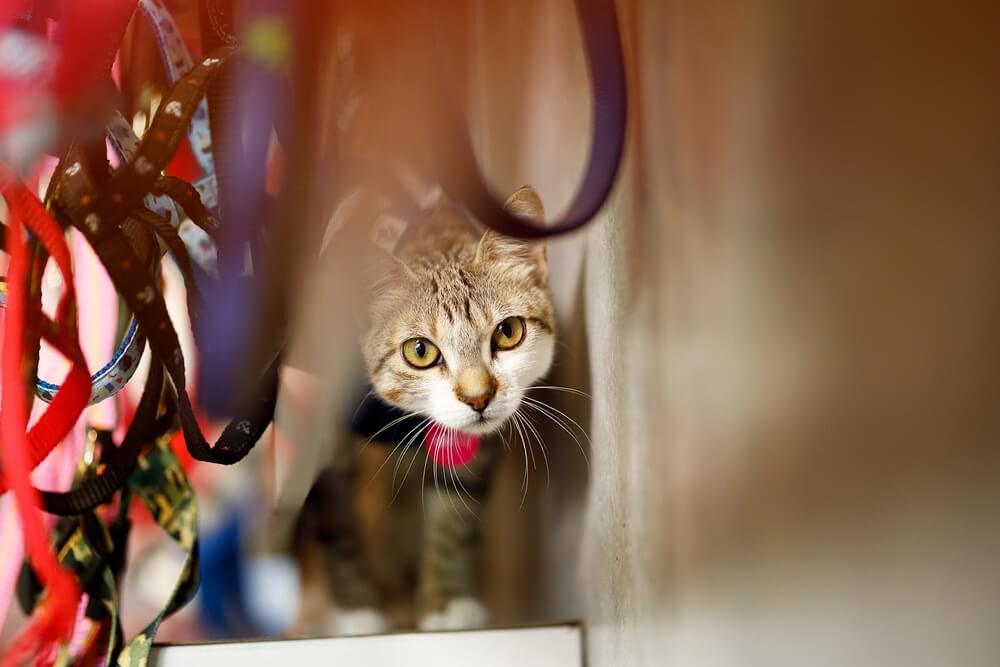 Gato listrado, com coleira e roupinha de castração, passa por trás de coleiras penduradas em pet shop