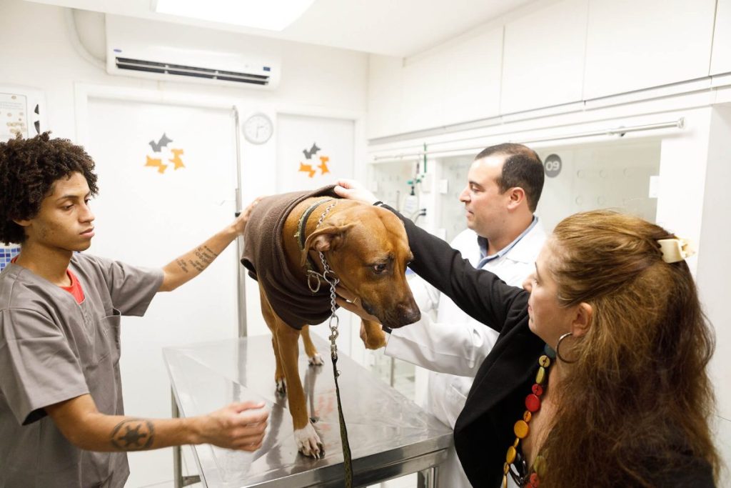 gestão de processos em clínicas veterinárias