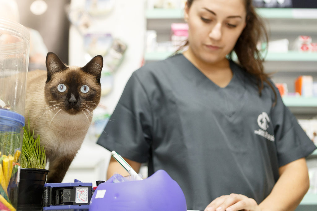 atendente mapeando processos de pet shops e clínicas veterinárias