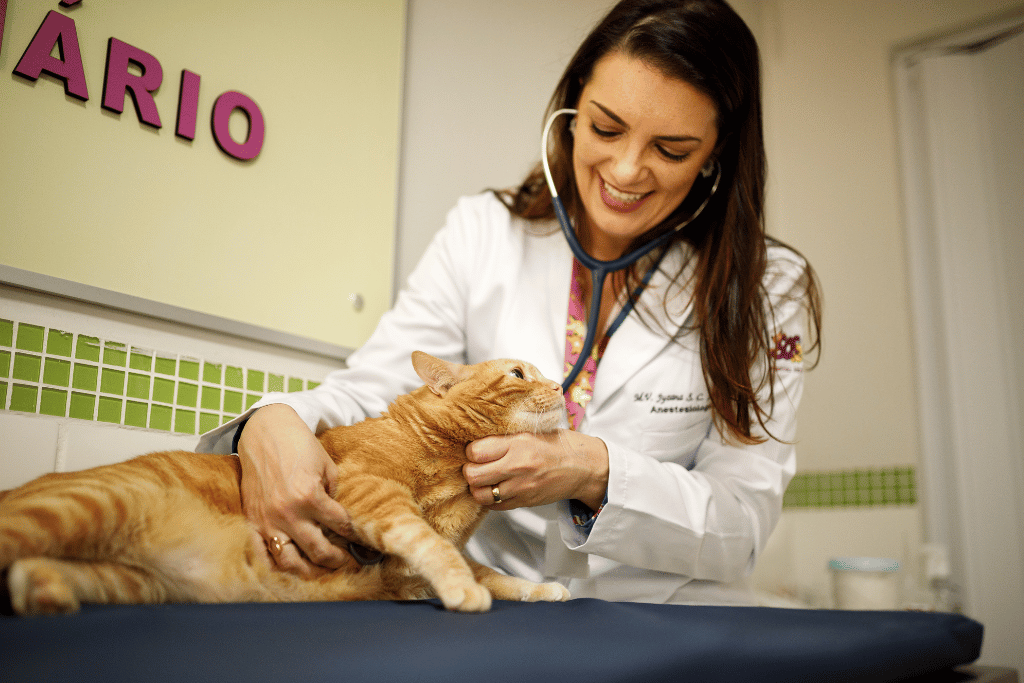 Médica veterinária atendendo gato coberto por plano de saúde pet