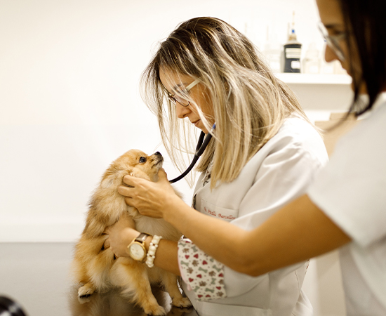 Cachorro sendo examinado por especialistas na clínica veterinária