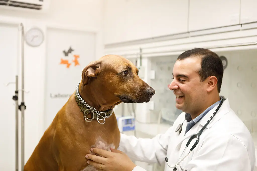 Direito médico-veterinário: guia para clínicas e profissionais 3 Direito médico veterinário