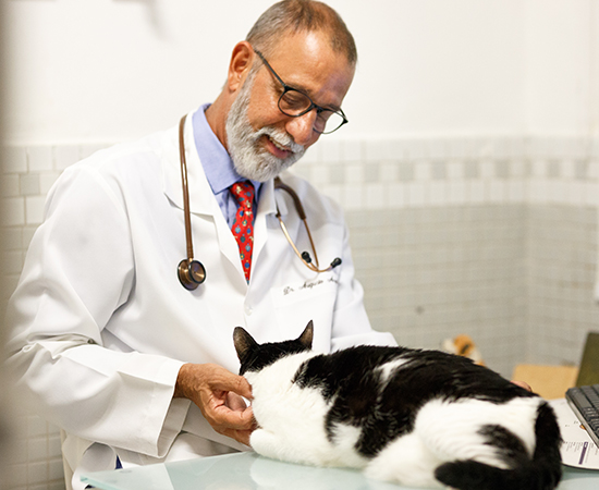 Veterinário dando um carinho no gato durante o atendimento