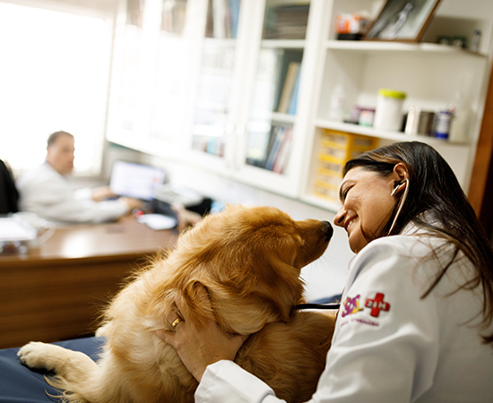 Veterinária olhando para o pet durante a consulta