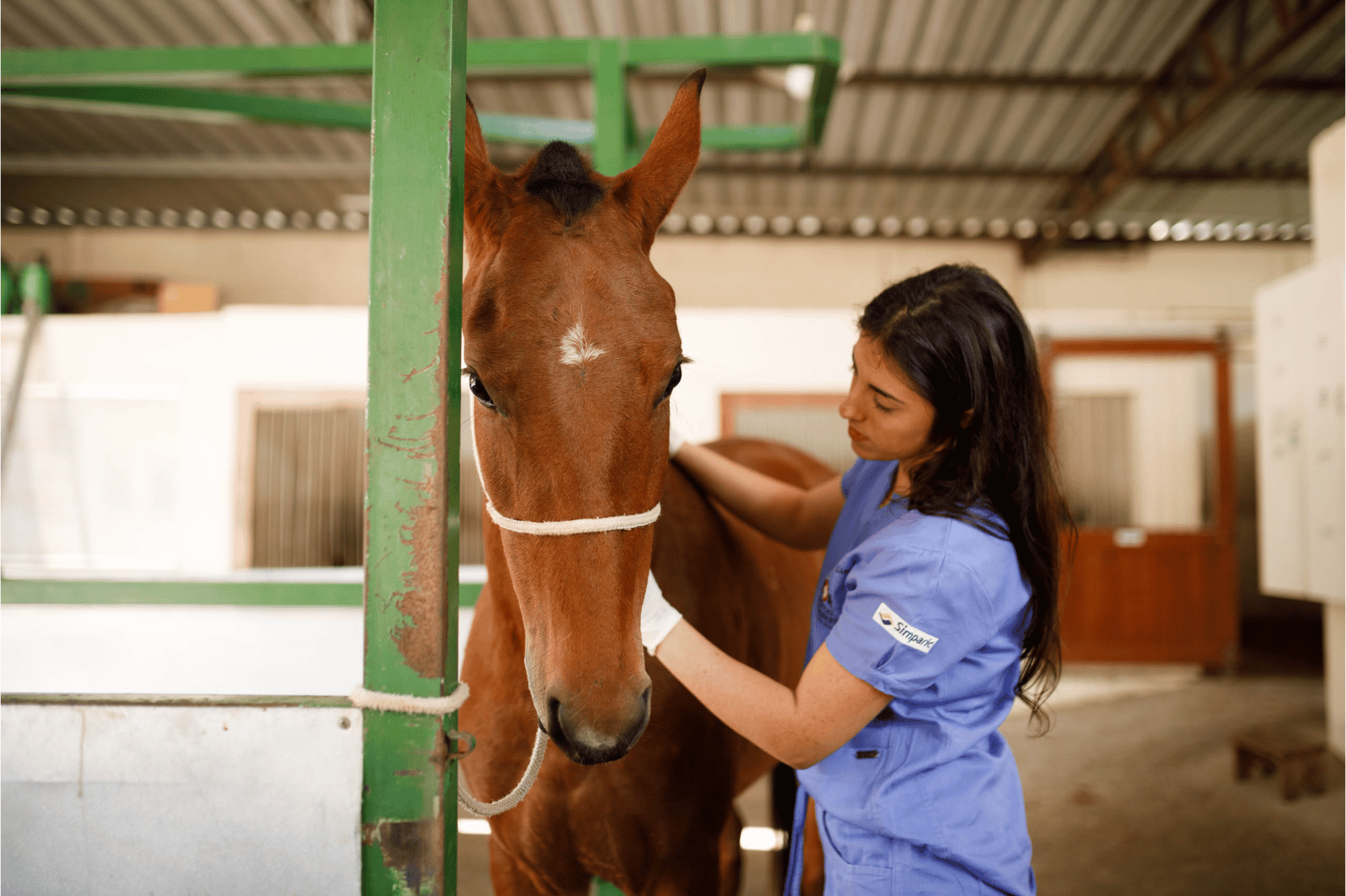 Zootecnista tratando de cavalo marrom em Haras