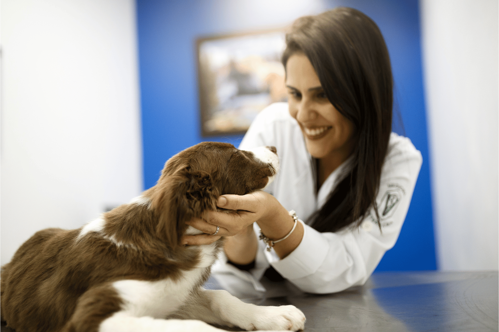 mulher veterinária atende cachorros