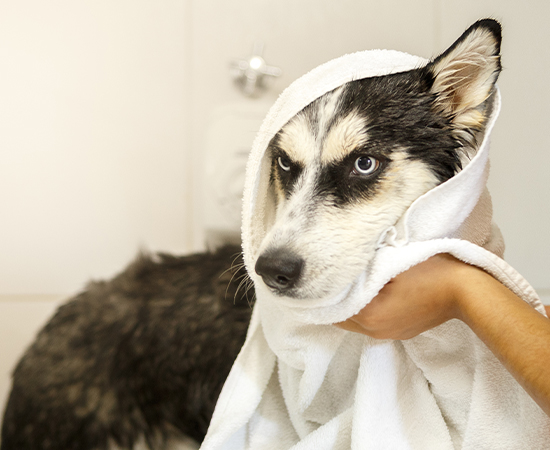 Pet sendo enxugado após o banho