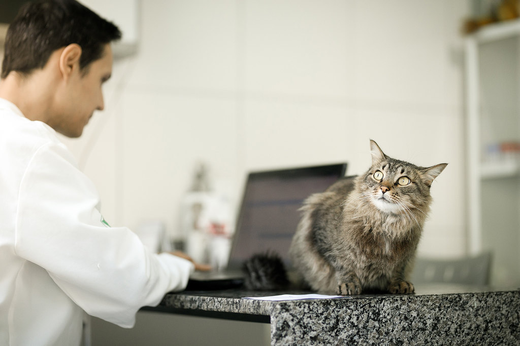 protocolo de atendimento veterinário