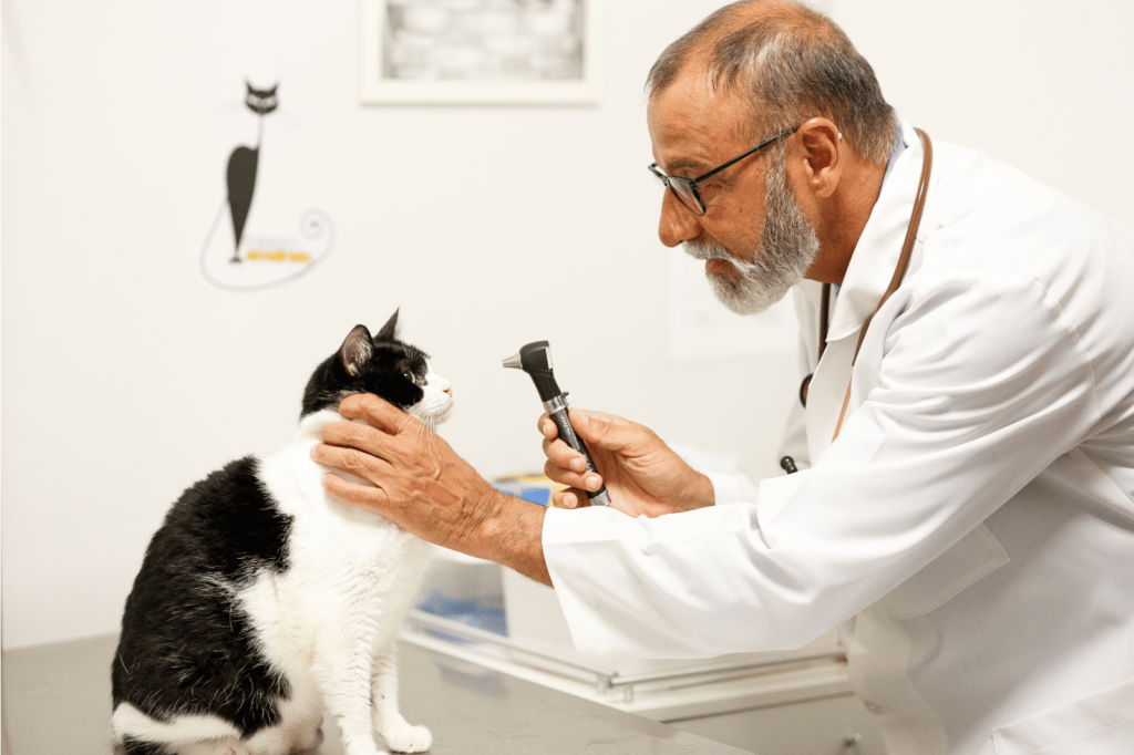 Como reduzir custos na clínica veterinária