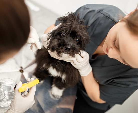 Assistente veterinária segurando o cachorro para a veterinária realizar o procedimento