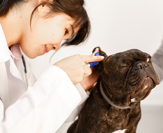 Veterinária examinando o ouvido de um cachorro