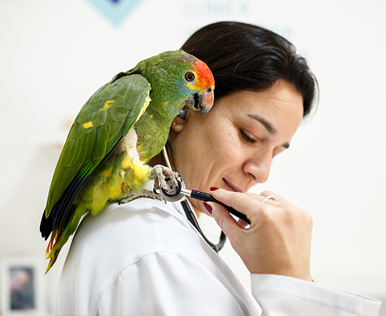 Veterinária com papagaio no ombro