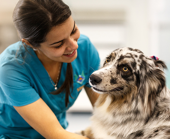 Veterinária sorrindo para uma cadela