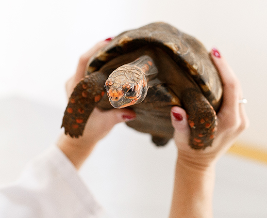 Histórias de sucesso: o projeto 12 Veterinária erguendo cágado para exame