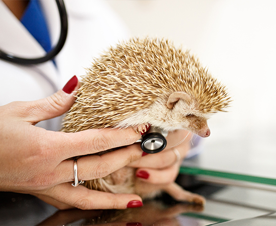Histórias de sucesso: o projeto 8 ria examinando os batimentos do porco-espinho