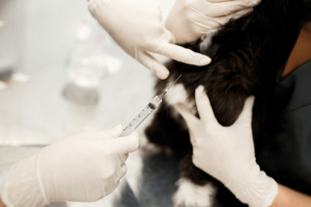 Vacinas em clínicas veterinárias