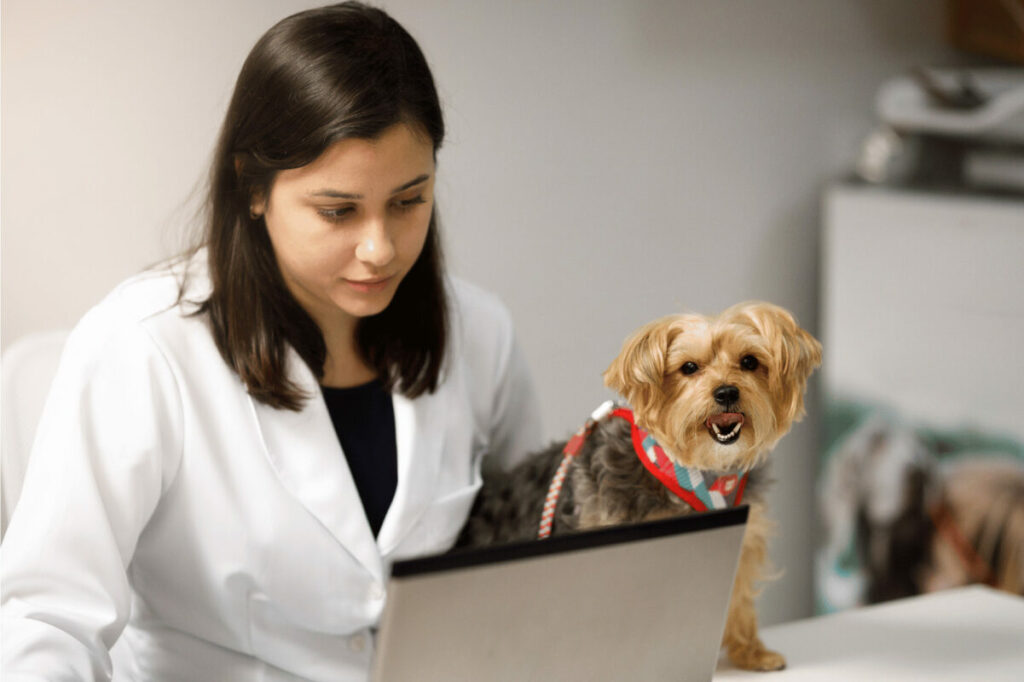 Contadores em clínicas veterinárias e pet shops