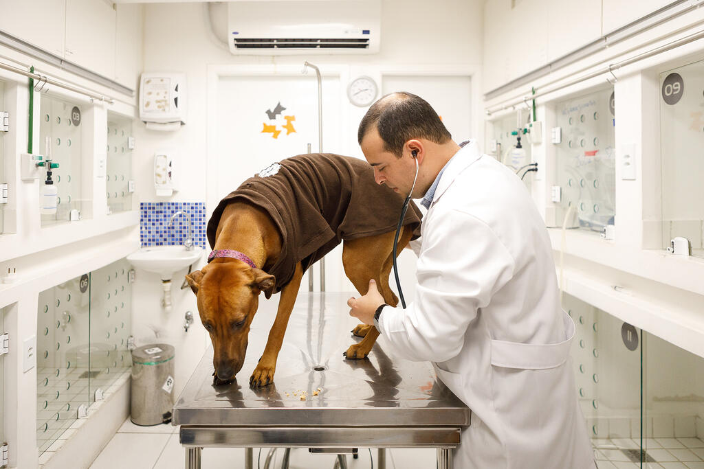 termo de responsabilidade veterinário