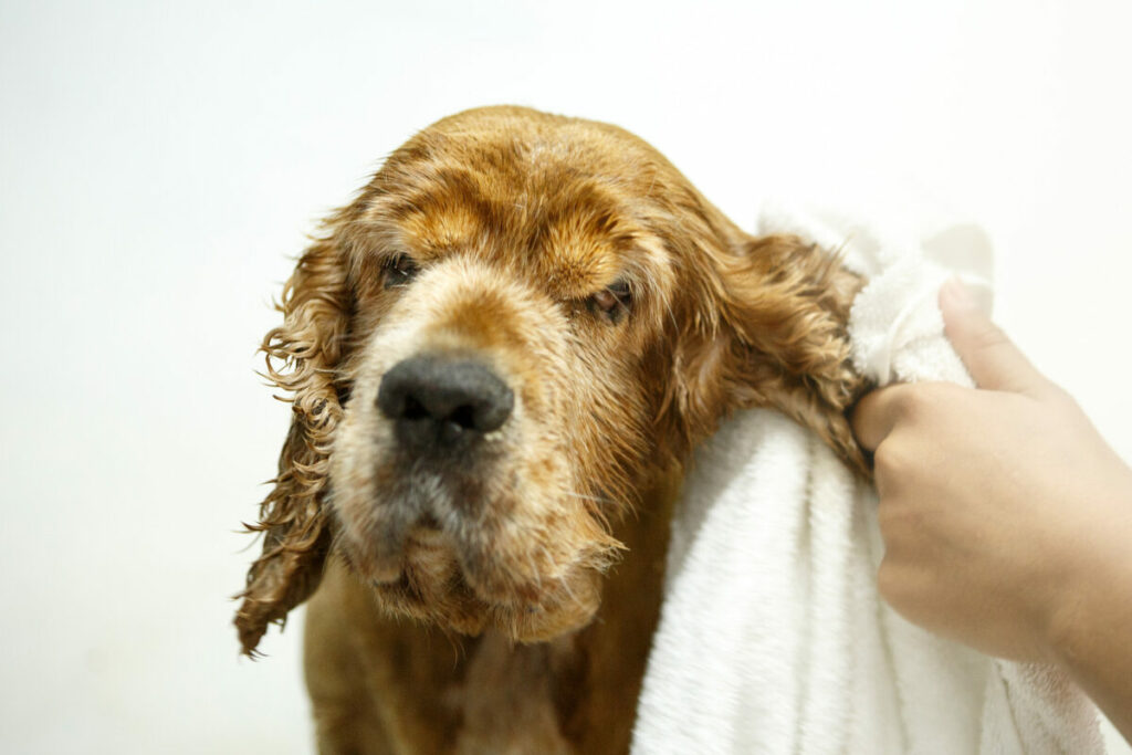Normas da vigilância sanitária para banho e tosa: Cachorro molhado tendo sua orelha direita sendo enxugada com uma toalha branca. 