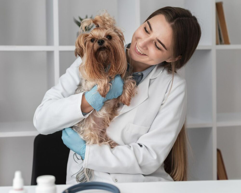 Legislação para pet shop veterinário