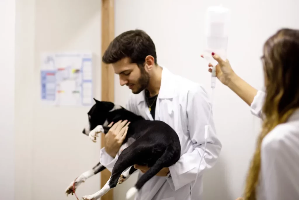 Como engajar veterinários autônomos