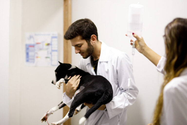 SEO para clinicas veterinárias