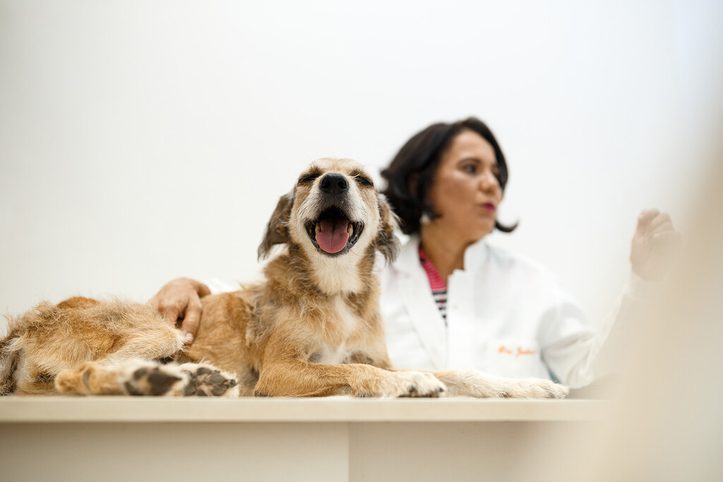 vantagens anestesia inalatoria veterinaria