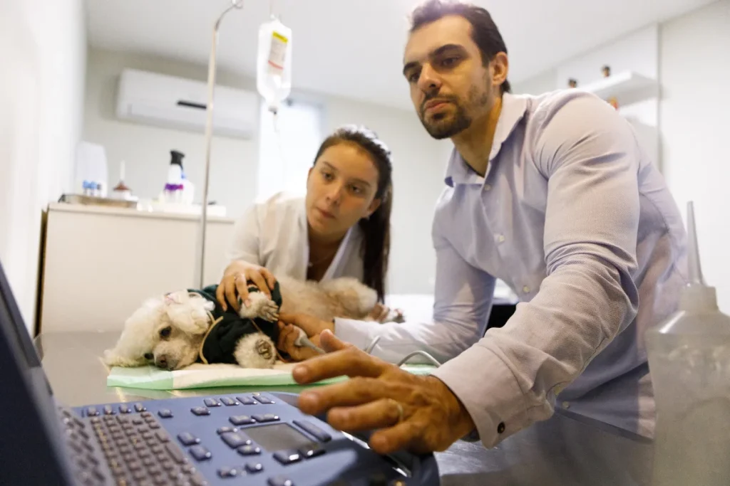 gestão de tempo de empresas pet