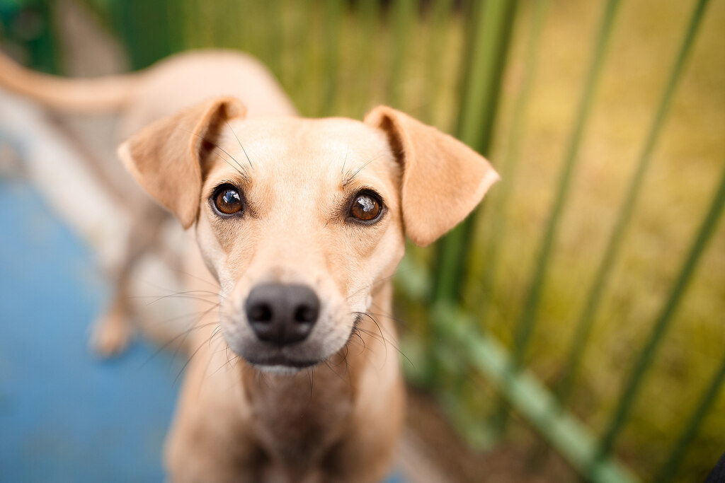 Cachorro que pode se beneficiar com o pet shop que sabe como montar um banho e tosa com pouco dinheiro