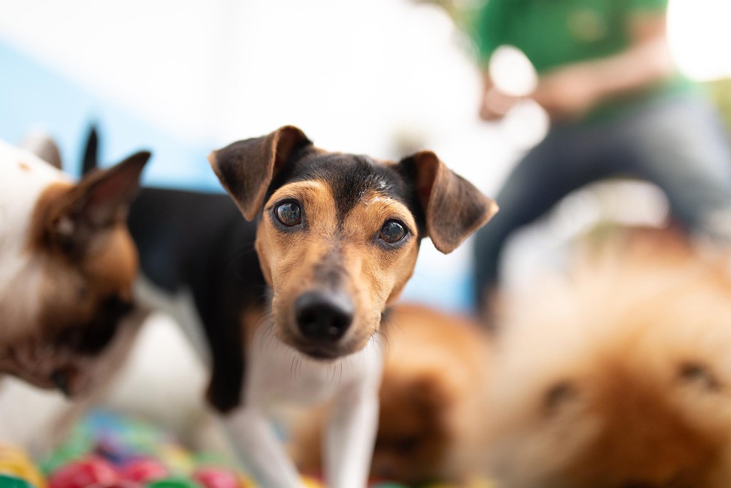 pet que pode ser beneficiado com as oportunidades do mercado pet care