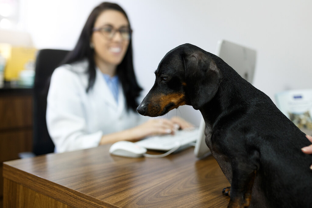 Médica veterinária atendendo um cachorro orientada pelo direito do consumidor clinica veterinária