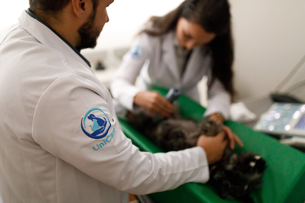 Médicos veterinários atendendo animal seguindo o direito do consumidor clinica veterinária