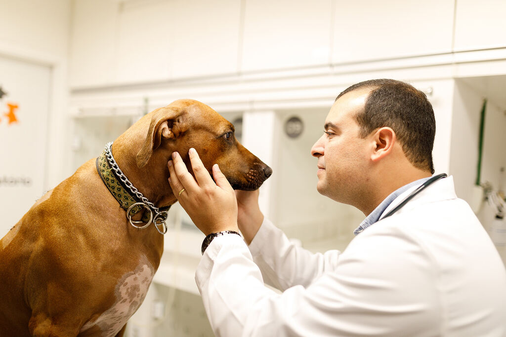 Médico veterinário atendendo um cachorro seguindo o direito do consumidor clinica veterinária