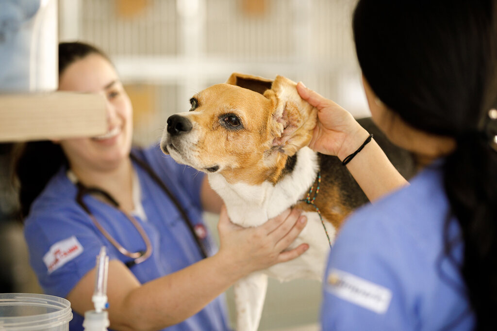 Veterinárias fazendo atendimento de acordo com a legislação veterinária