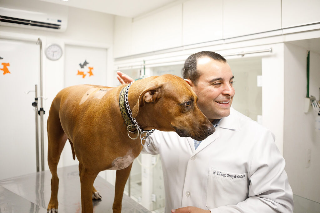 Veterinário atendendo de acordo com a legislação veterinária