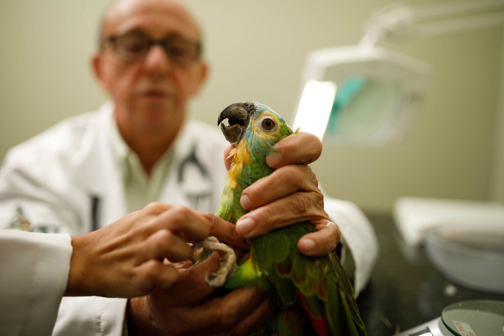 Veterinário atendendo um pet e fazendo perguntas para entrevistar um veterinário para entender sua aptidão ao cargo