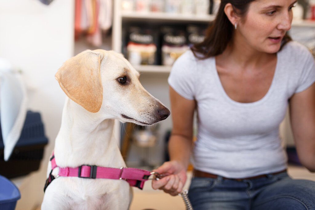 Tutora e seu cachorro no pdv do pet shop