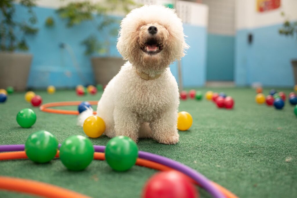 Pet brincando enquanto o tutor responde as perguntas para pesquisa de mercado pet shop