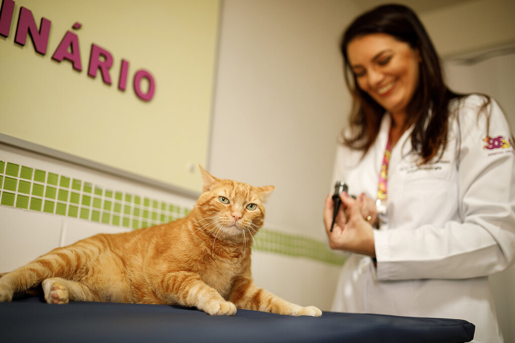 Veterinária atendendo pet e entendendo quais são perguntas para entrevistar um veterinário