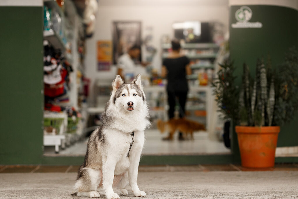 Cachorro na frente do PDV do pet shop