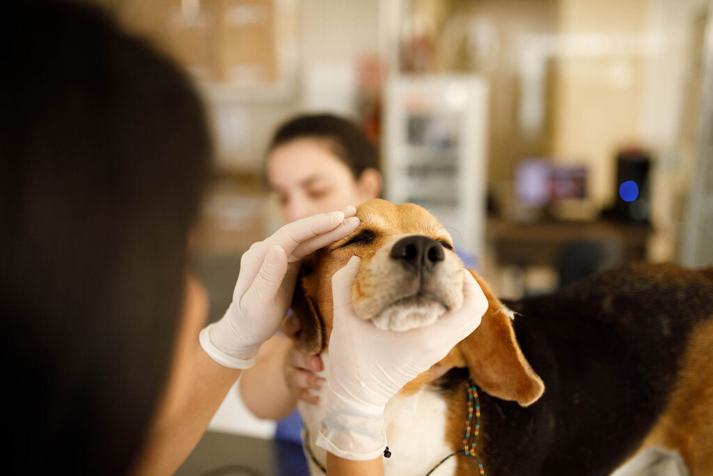 Veterinário fazendo atendimento e percebendo o custo veterinário