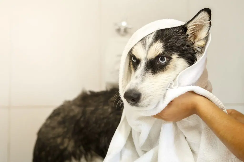 Tendências do mercado pet em 2026