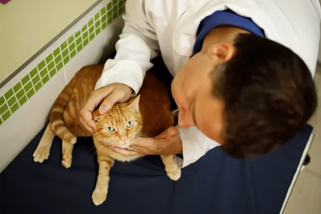 Gestão financeira para clínica veterinária: por que muitas clínicas não sabem se têm lucro?