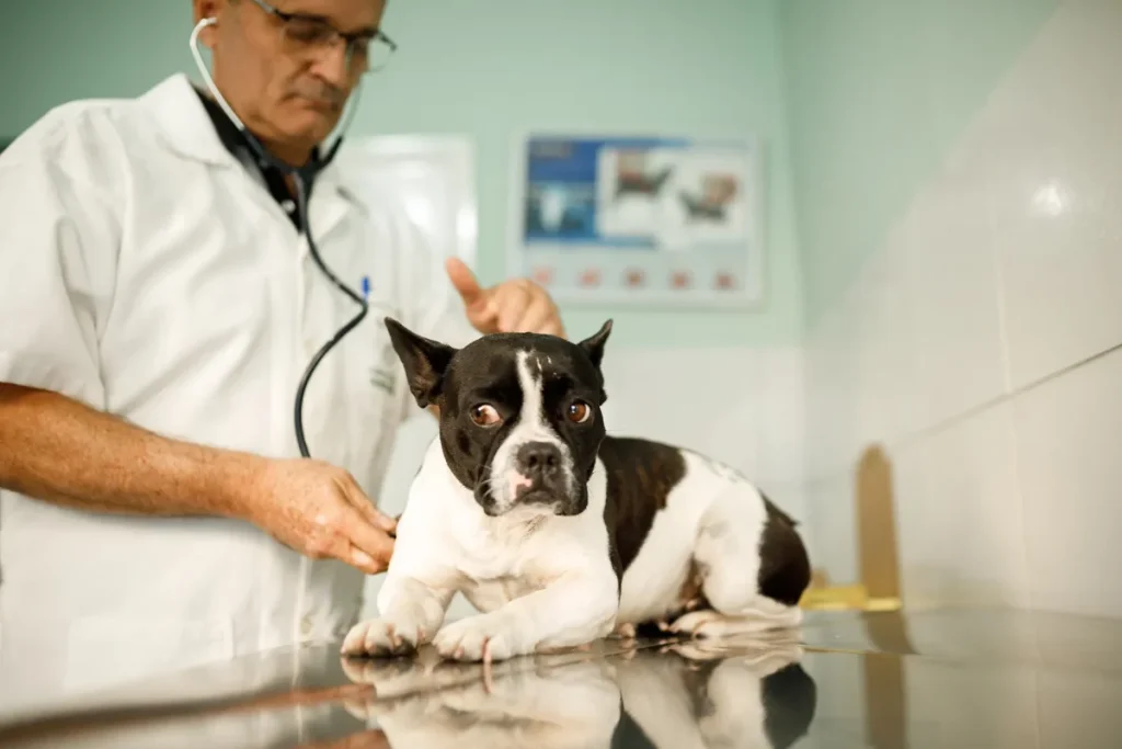 Atendimento vet MG reino animal 00037 84 11zon