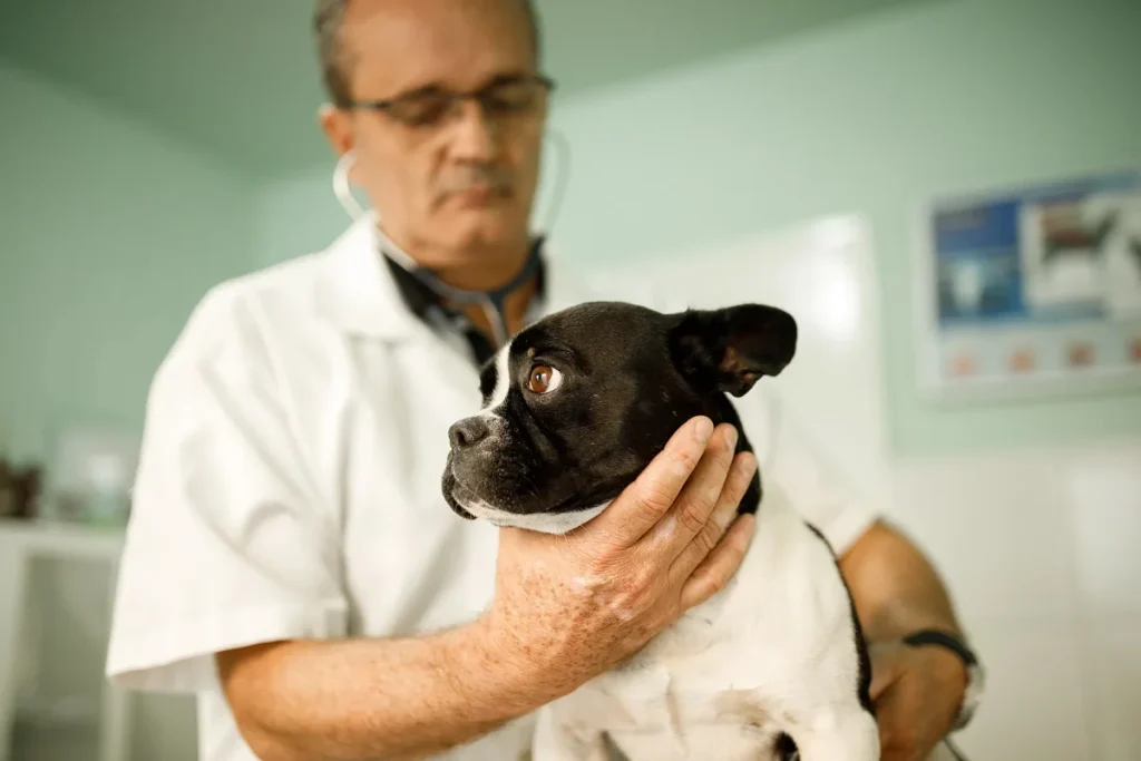 Por que tantos veterinários têm dificuldade com gestão?