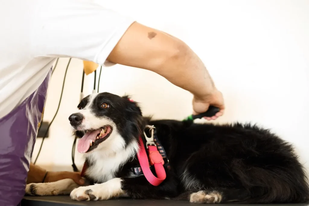 Pet shops BA Clinvet 54 21 11zon