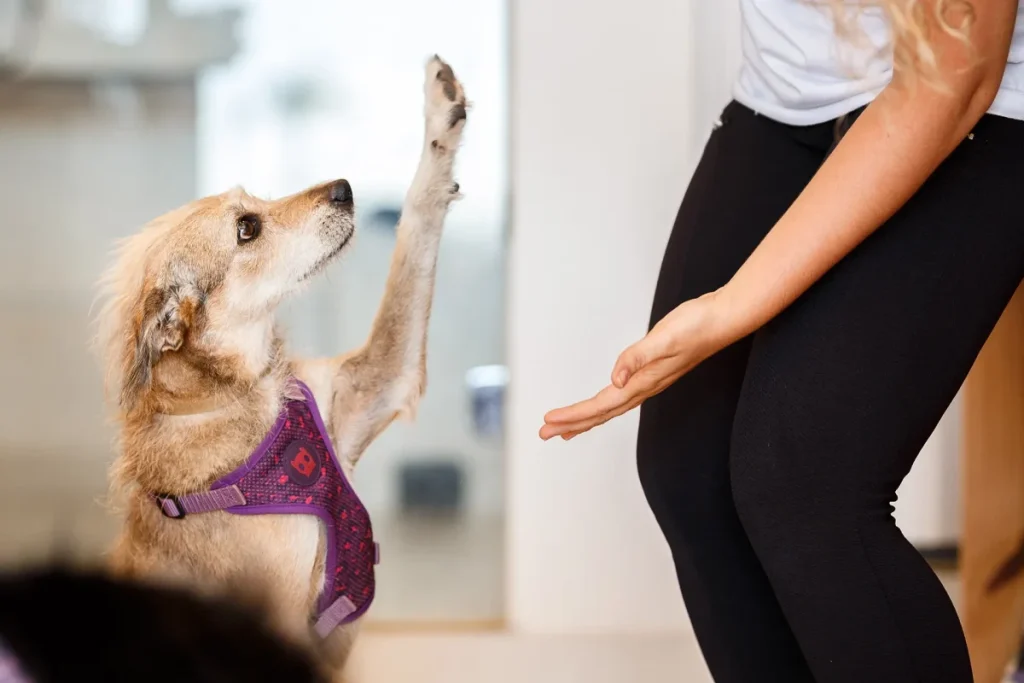 Pet shops BA Clinvet 58 25 11zon