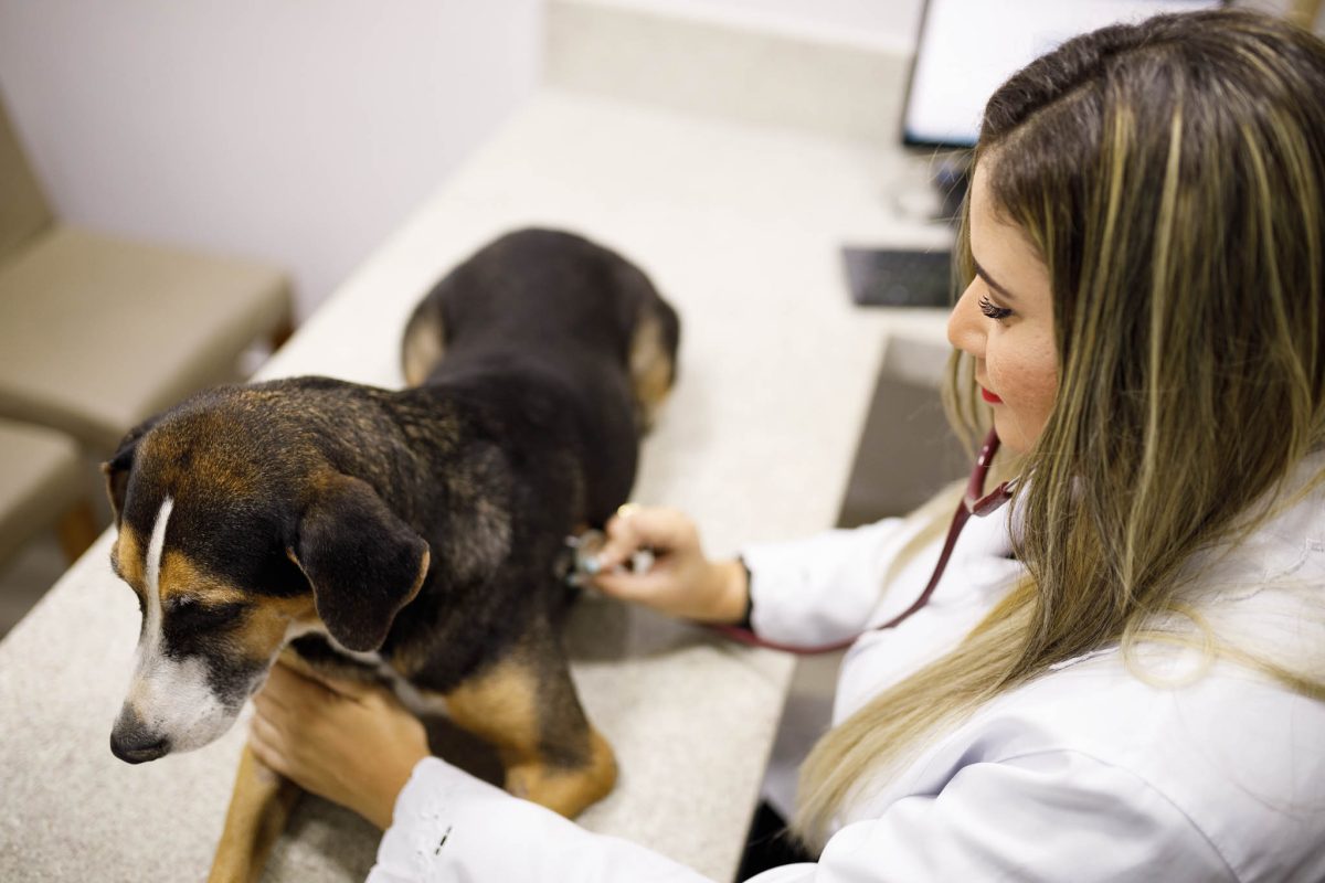 Triagem veterinária